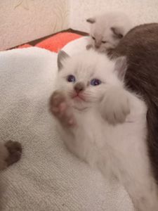 Продам кошенят породи тайська