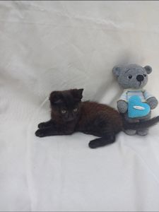 Кошеня 1.5 місяці