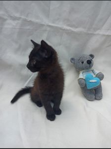 Кошеня 1.5 місяці