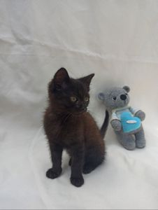 Кошеня 1.5 місяці