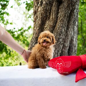 Тедді Манюня крові Китай