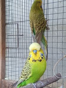 Чехи