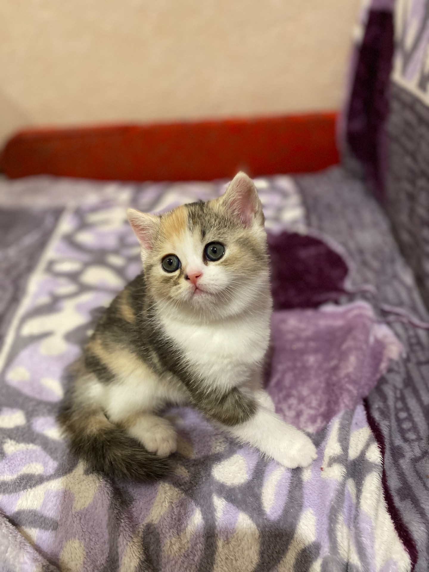 Кошеня шотландка