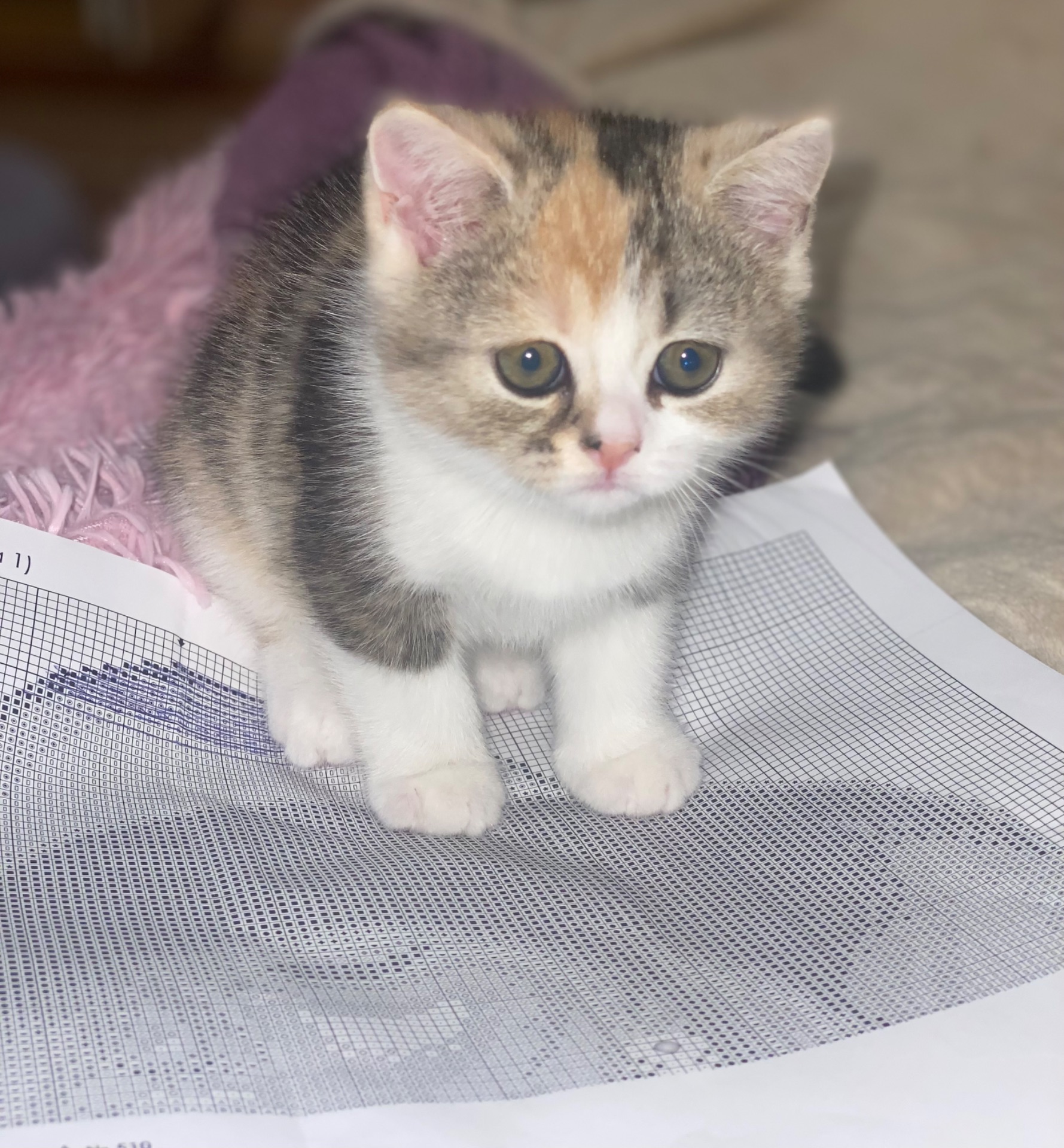 Кошеня шотландка