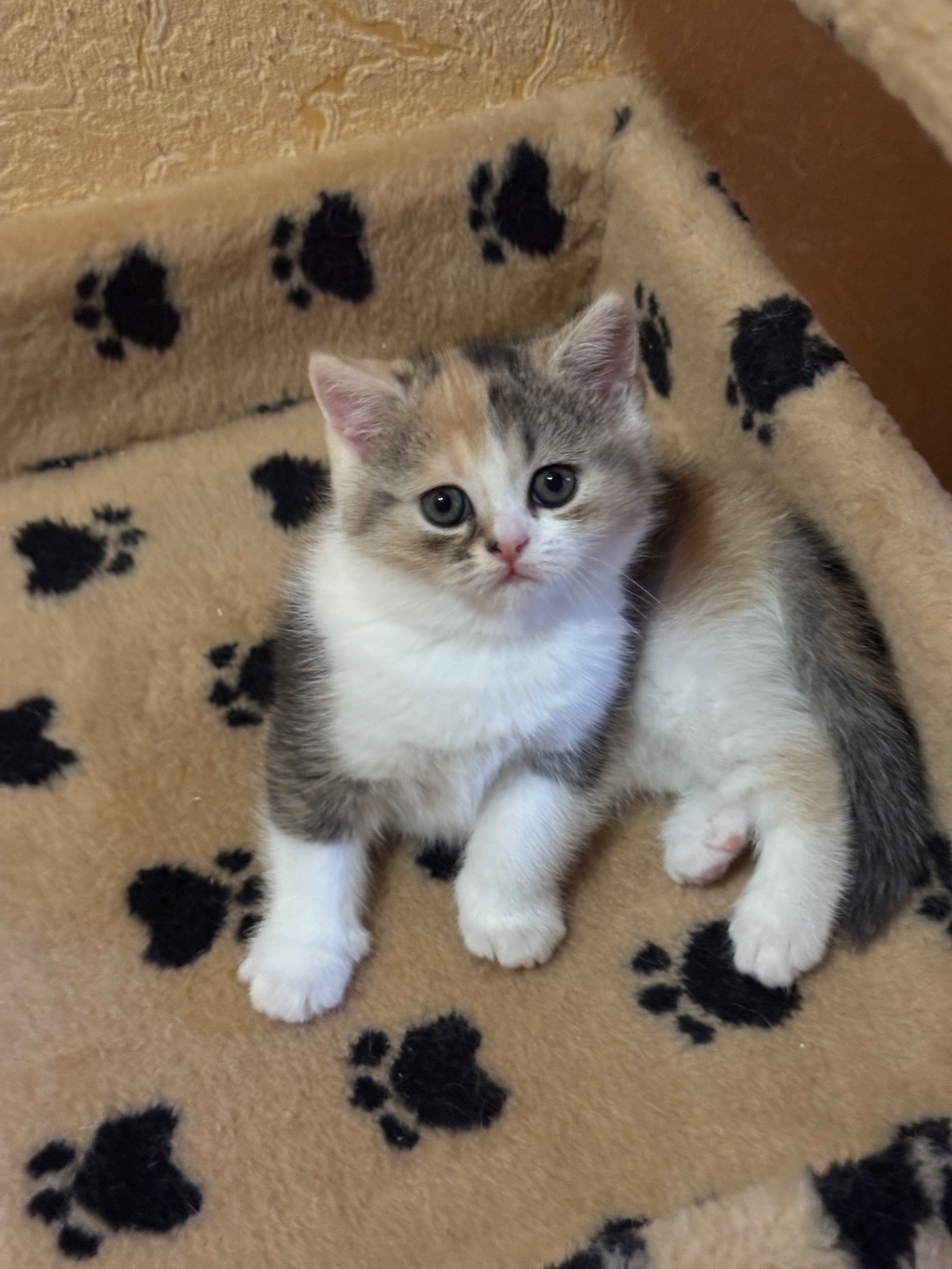 Кошеня шотландка