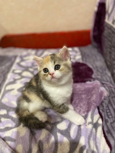 Кошеня шотландка