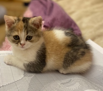 Кошеня шотландка