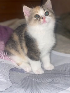 Кошеня шотландка