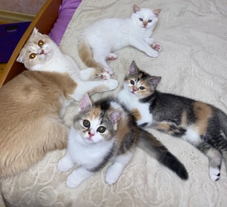 Кошеня шотландка