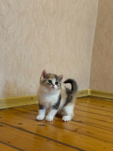 Кошеня шотландка