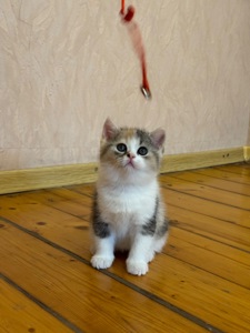 Кошеня шотландка