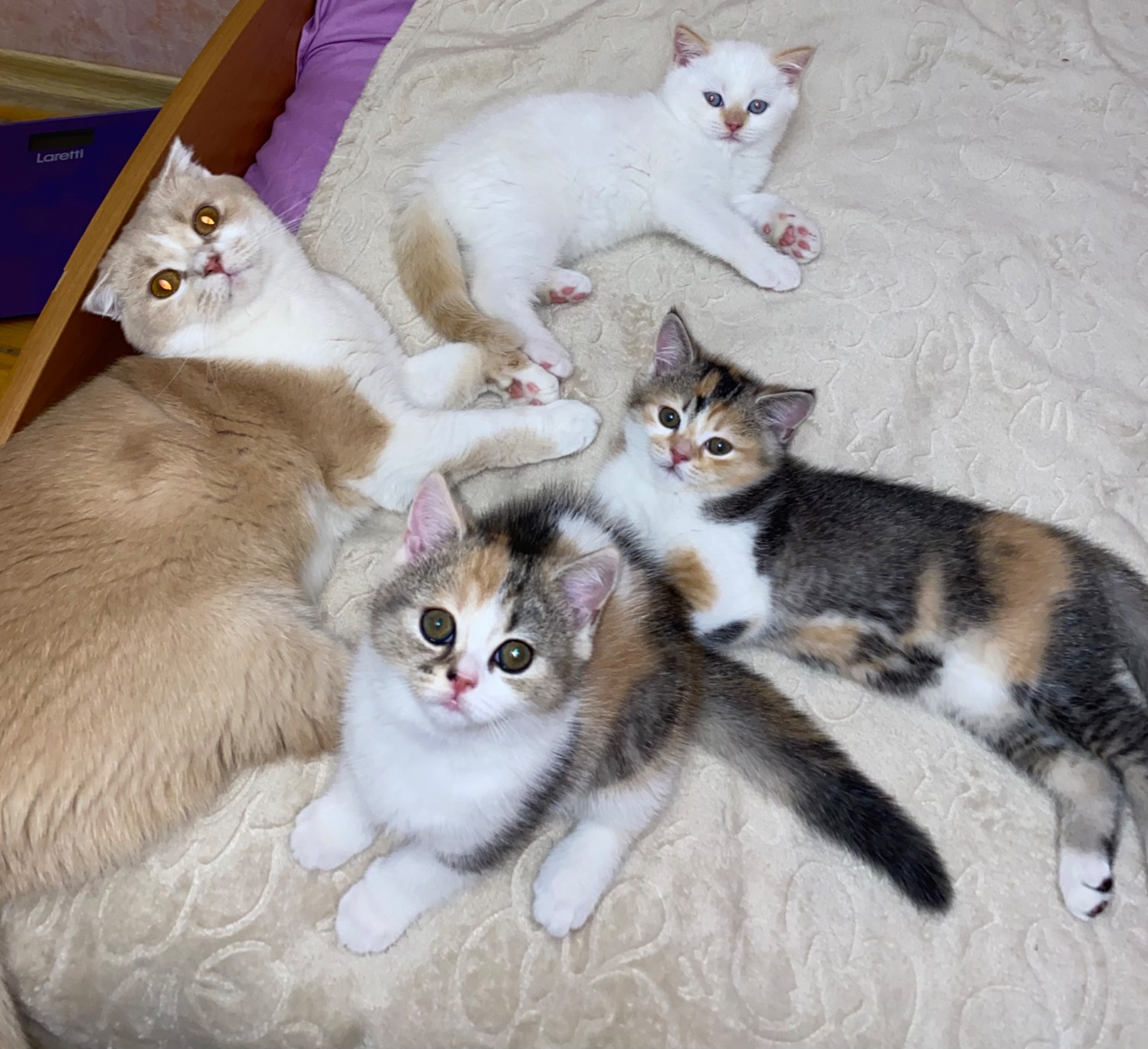 Кошеня шотландець