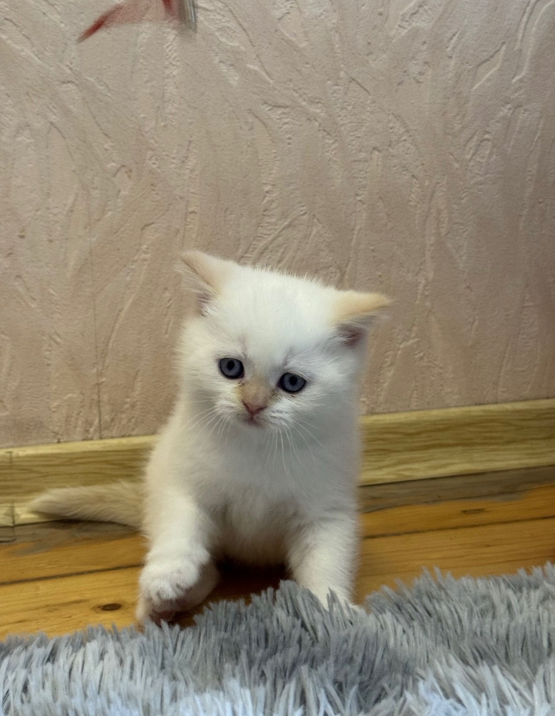 Кошеня шотландець