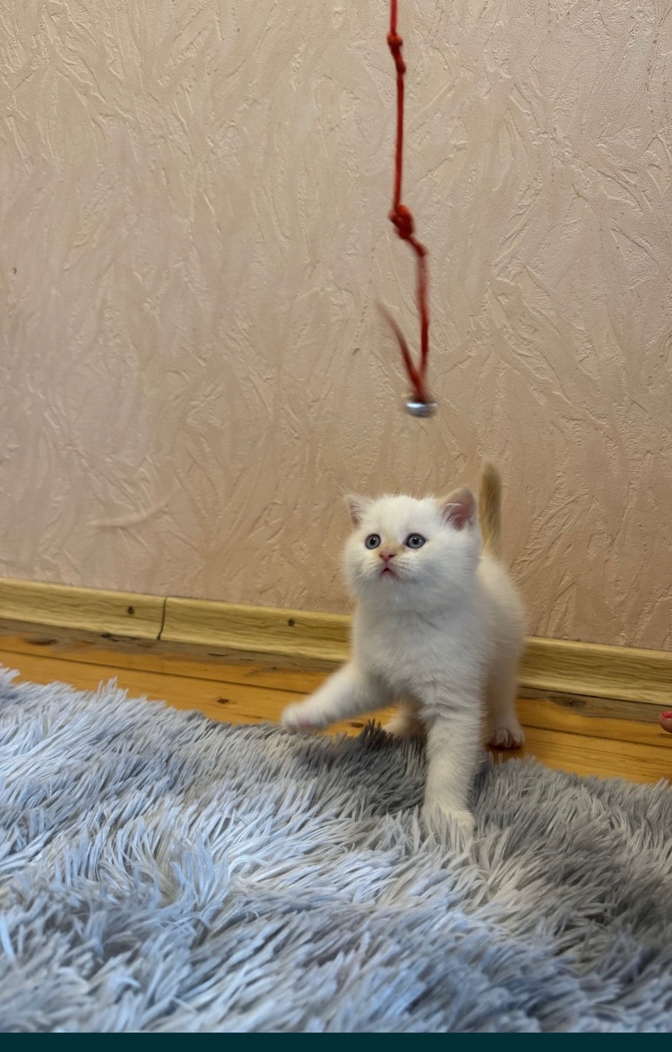 Кошеня шотландець