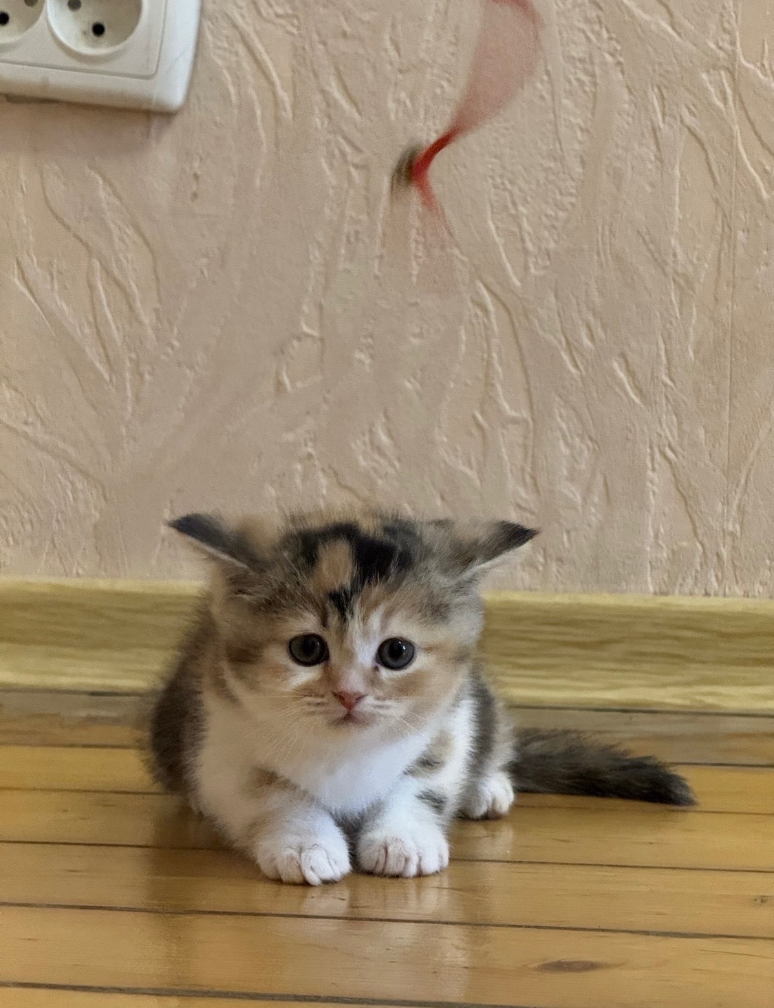 Продам кошеня