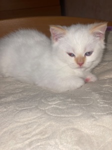 Кошеня шотландець