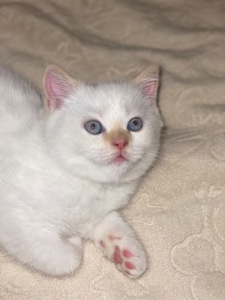 Кошеня шотландець