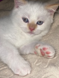 Кошеня шотландець
