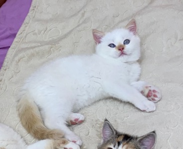 Кошеня шотландець