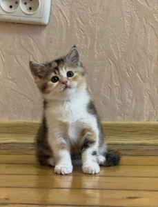 Продам кошеня