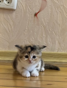 Продам кошеня
