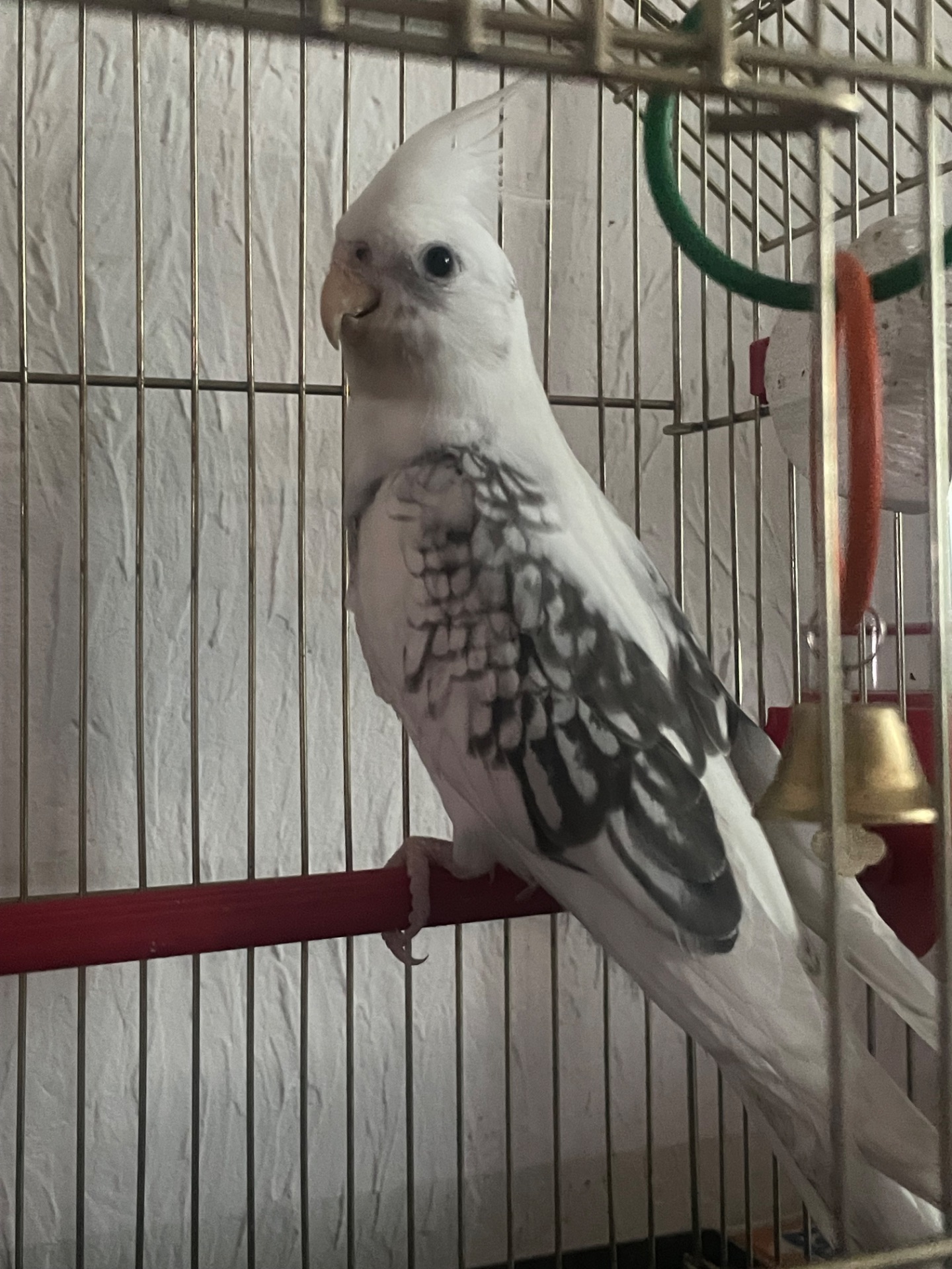 Корелла білий
