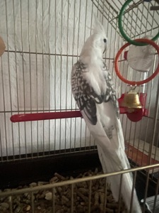 Корелла білий