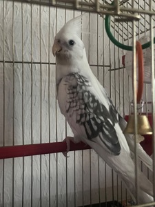 Корелла білий