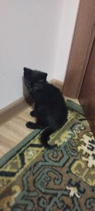 Кіт