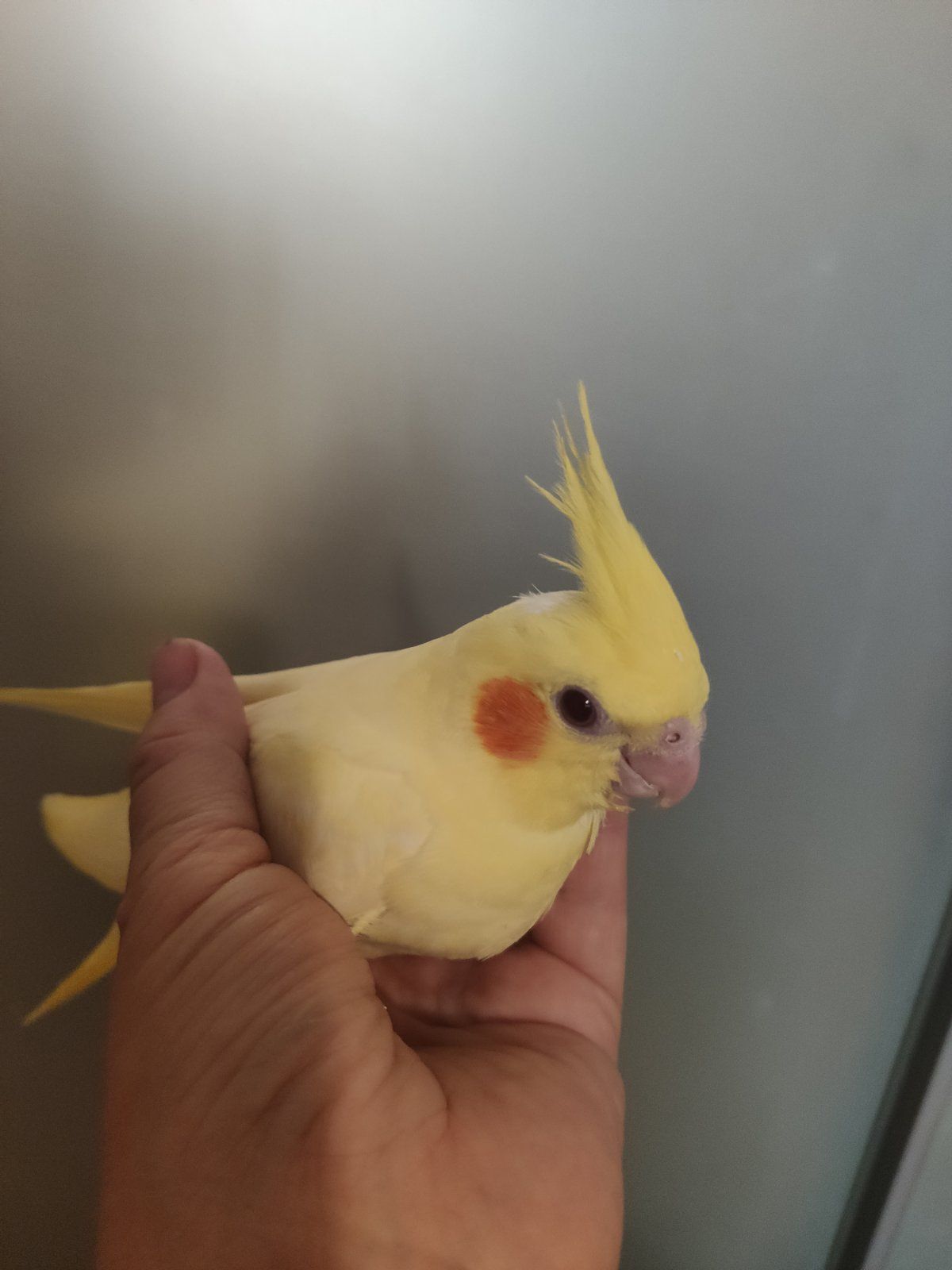 Ручные, домашние малыши Корелл
