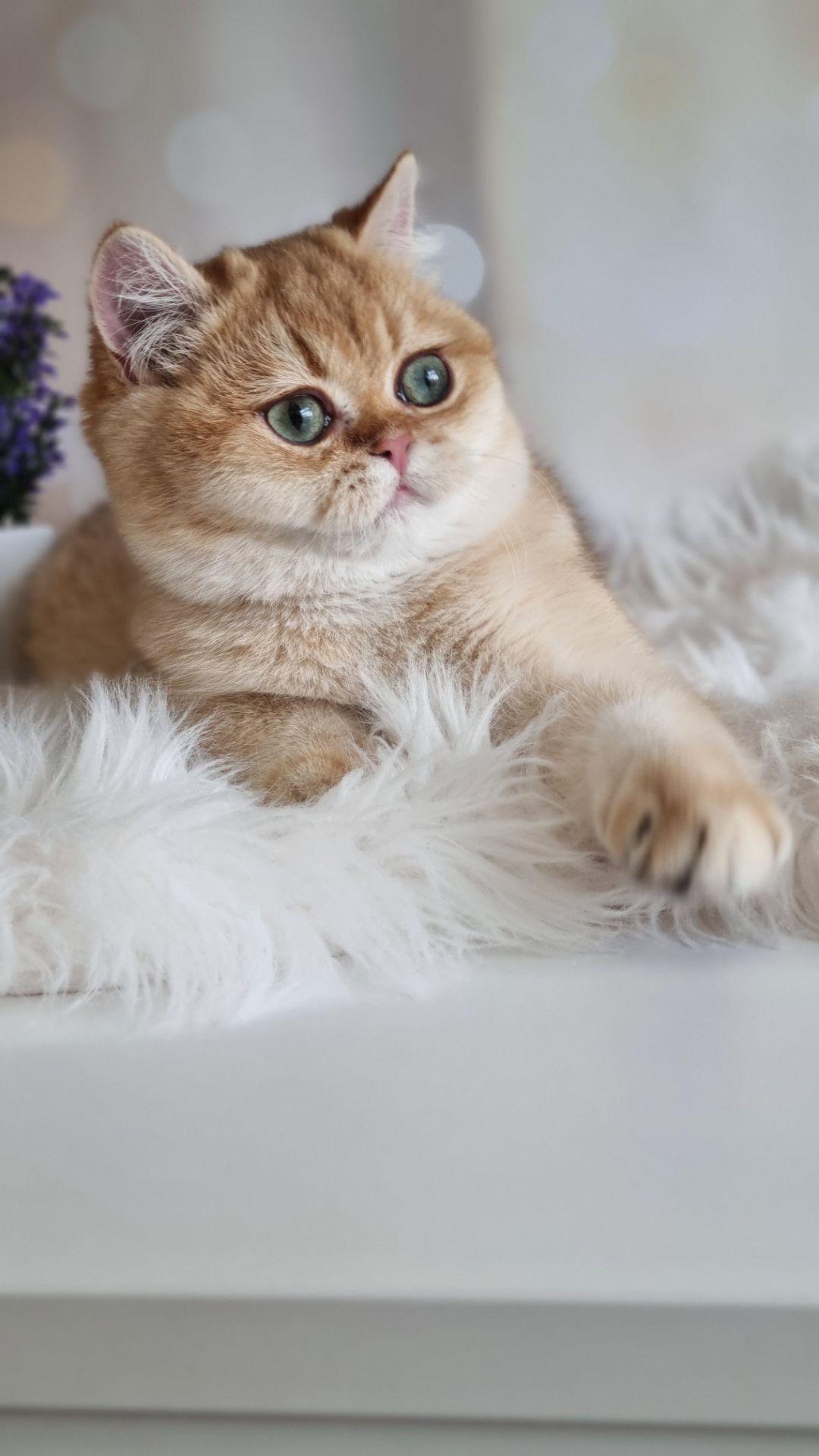 Золотий британець
