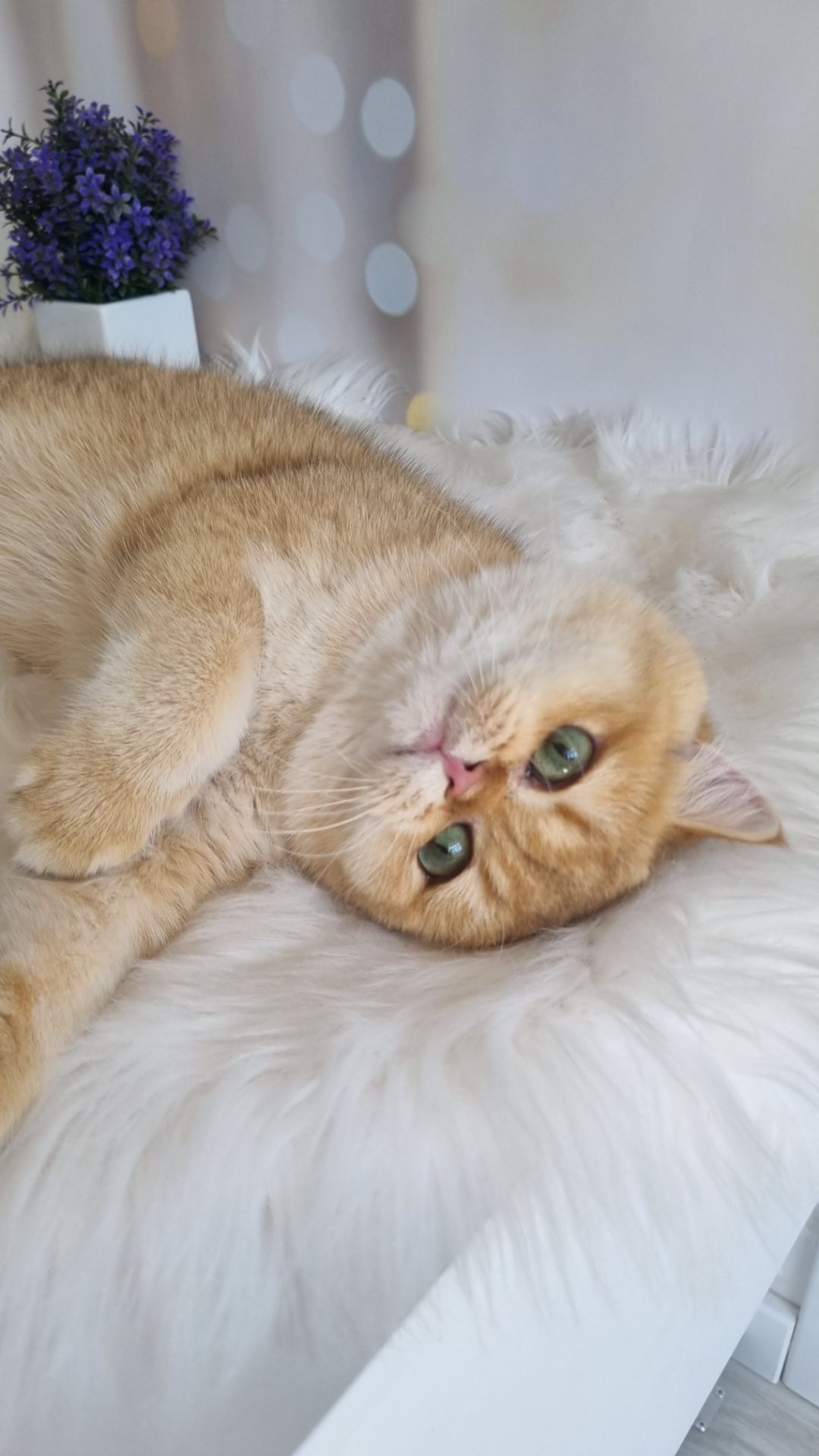 Золотий британець