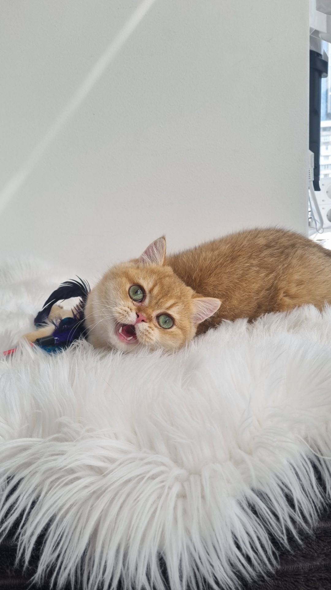 Золотий британець