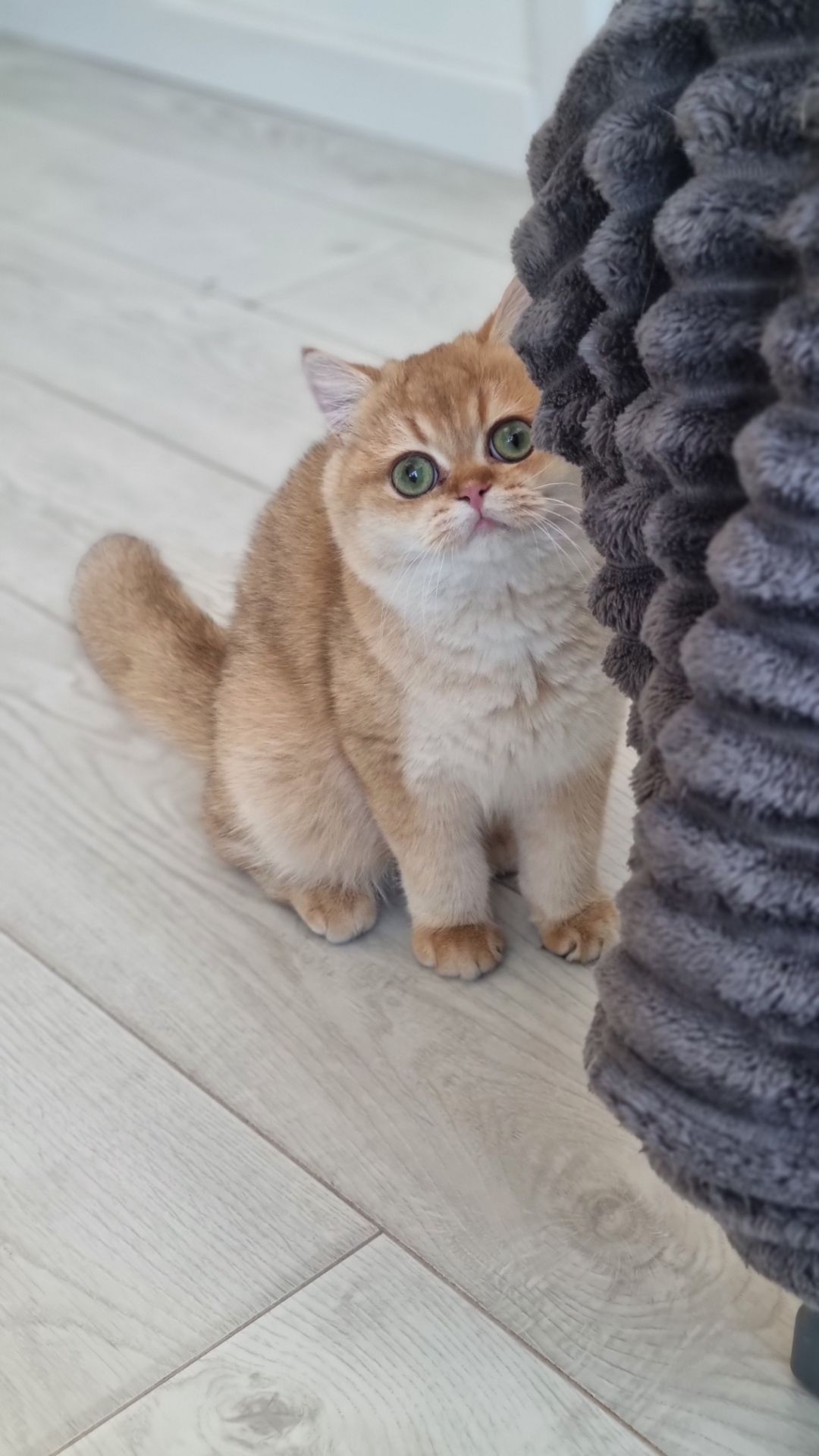 Золотий британець