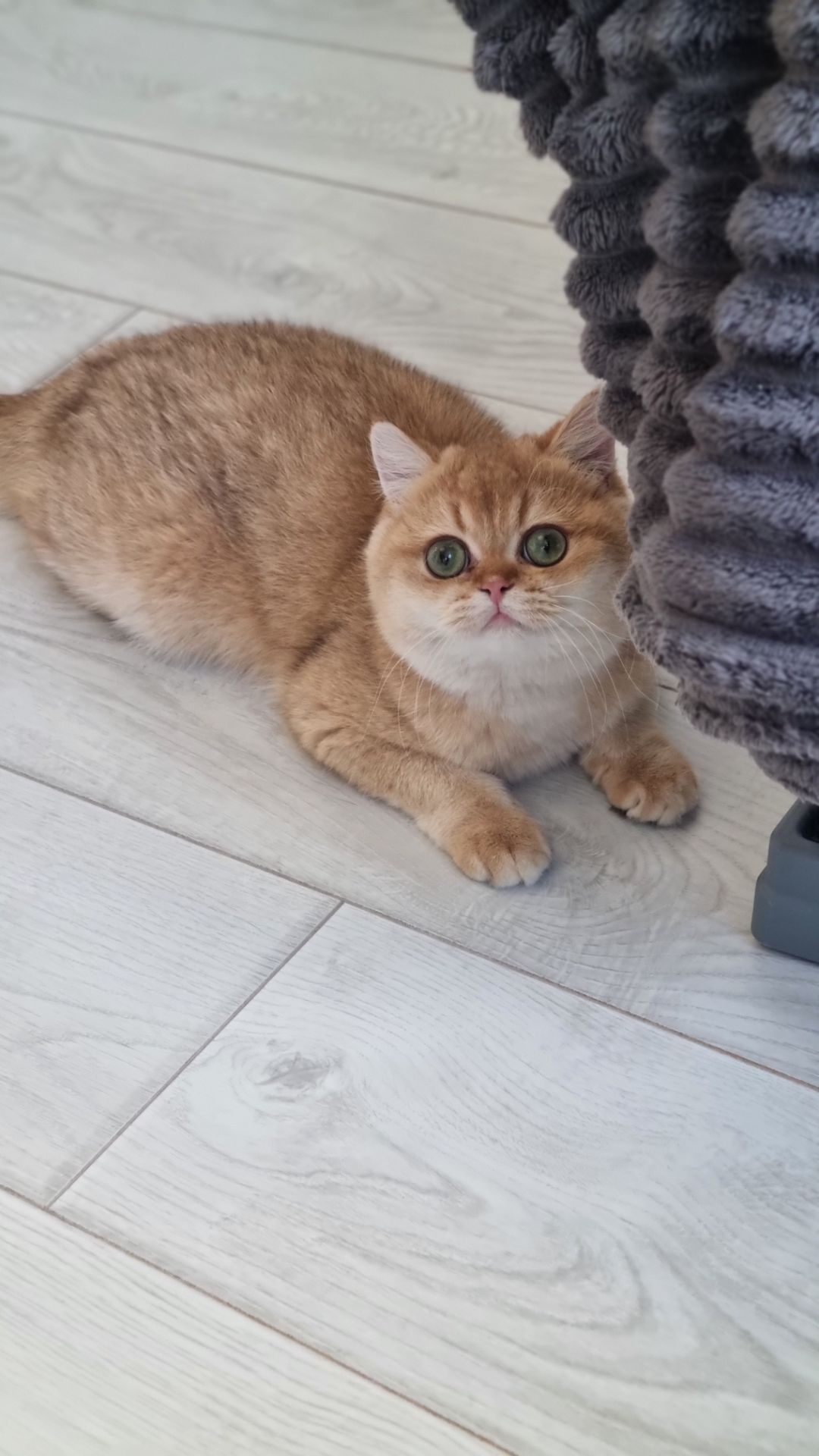 Золотий британець