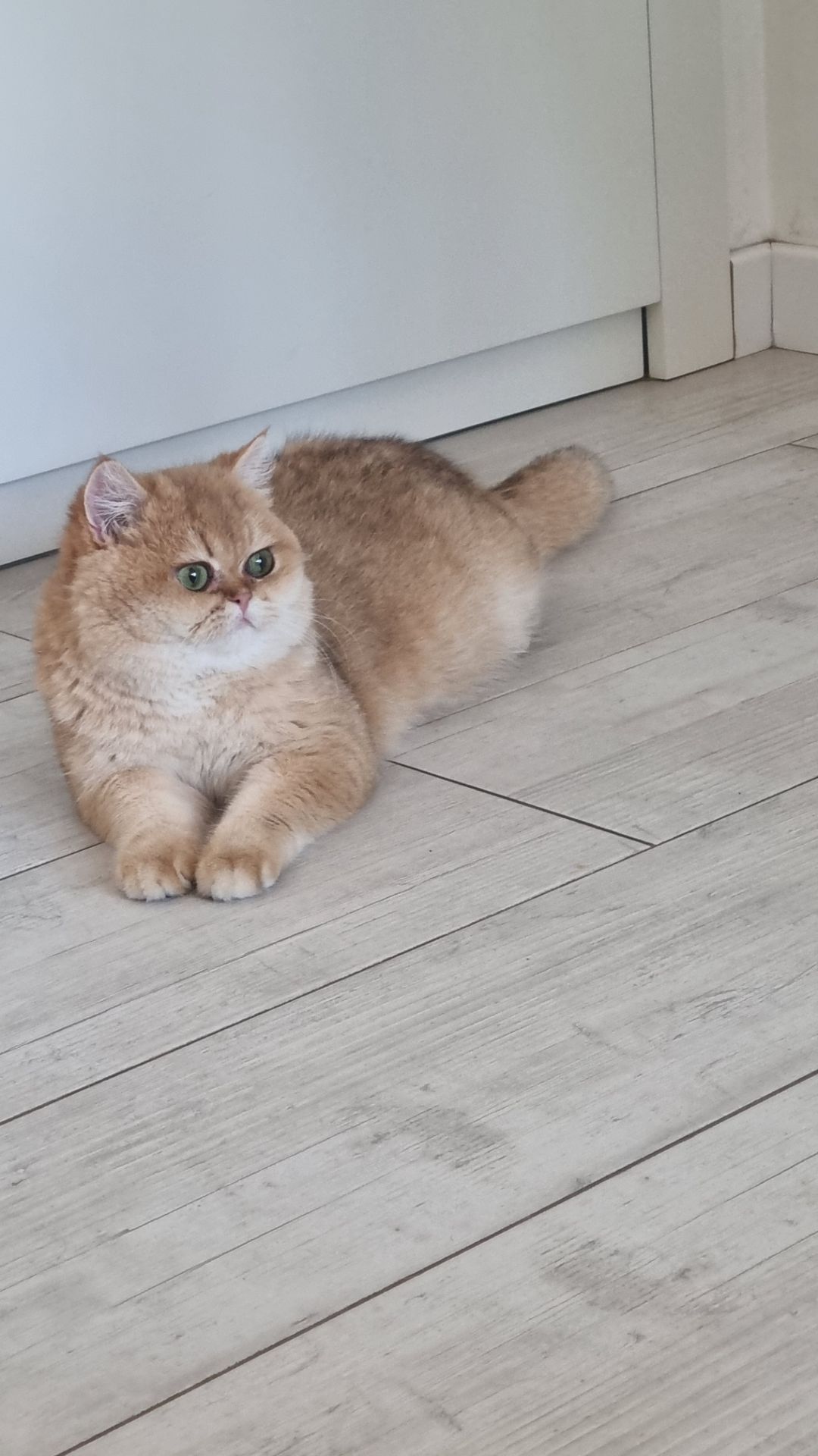 Золотий британець