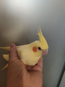 Ручные, домашние малыши Корелл