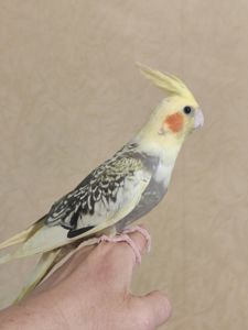 Ручные, домашние малыши Корелл