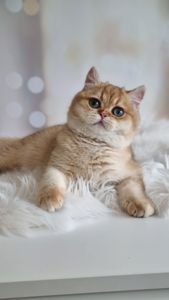 Золотий британець