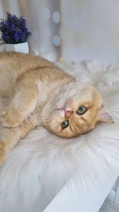 Золотий британець