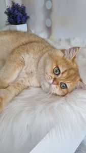 Золотий британець