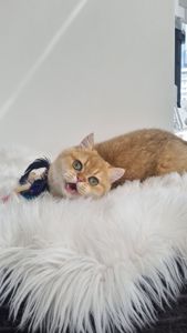 Золотий британець