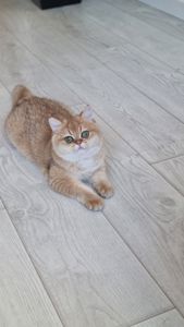 Золотий британець