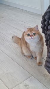 Золотий британець