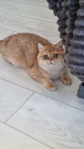 Золотий британець