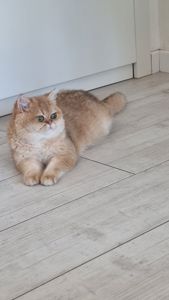 Золотий британець