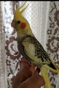 Ручные, домашние малыши Корелл