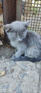Віддам кошенят в добрі руки