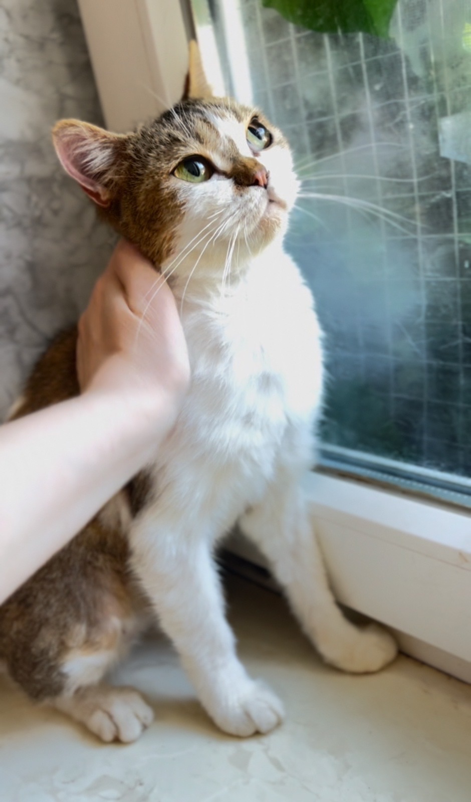 Британская кошечка Марго
