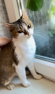 Британская кошечка Марго